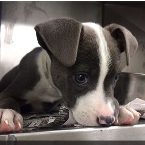 Meet your Posher, Abby