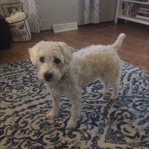 Meet your Posher, Corey