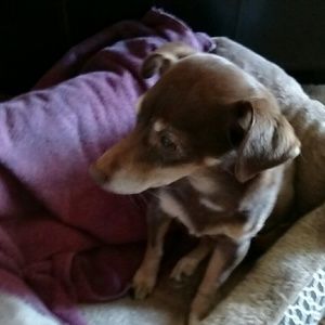 Meet your Posher, Mona