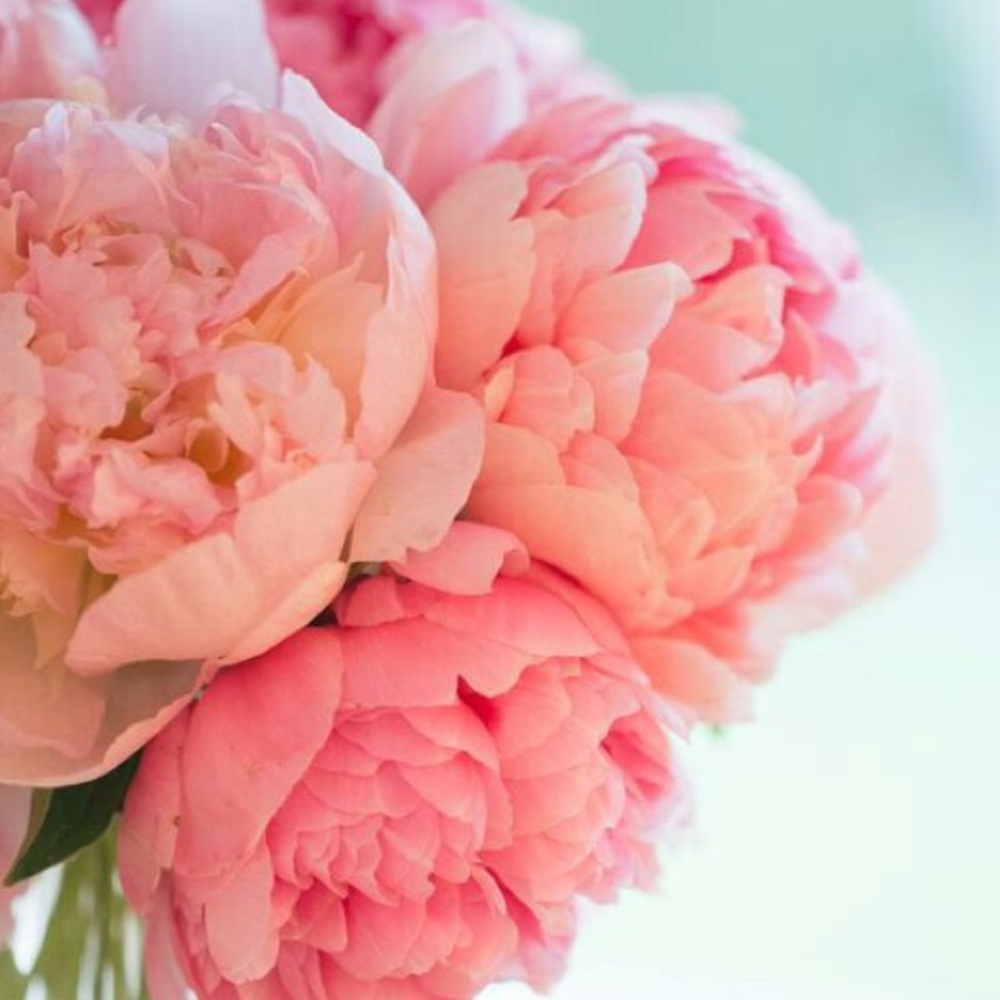 Meet your Posher, Brandy