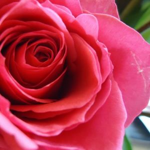 Meet your Posher, Audrey