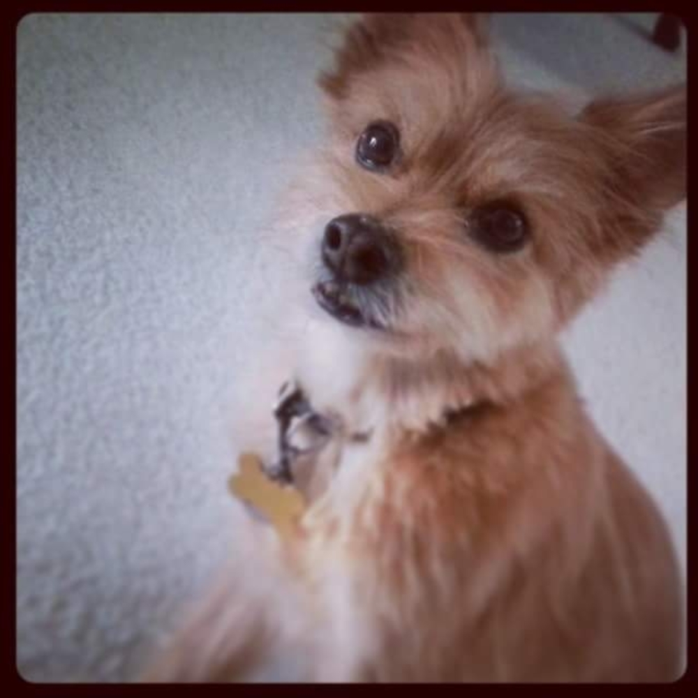 Meet your Posher, Kacie