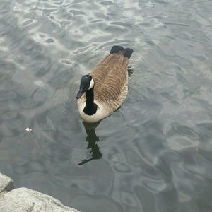 Meet your Posher, Keisha