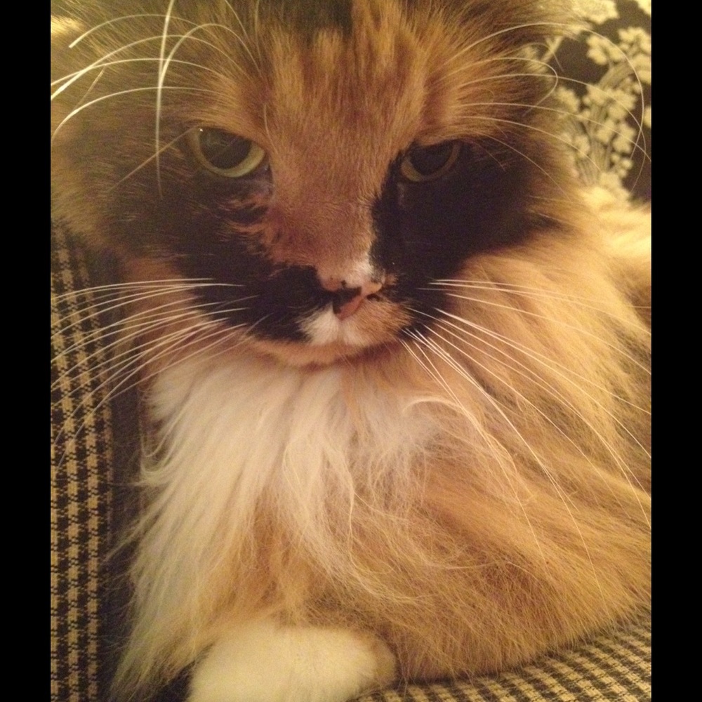 Meet your Posher, Lisa