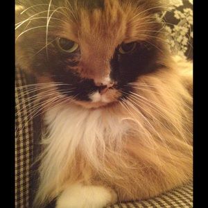 Meet your Posher, Lisa
