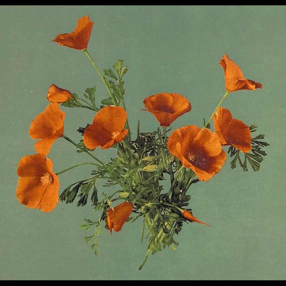 Meet your Posher, Niki