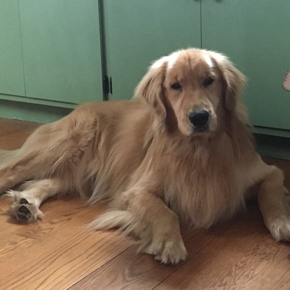 Meet your Posher, Michaela - Picture 1 of 1