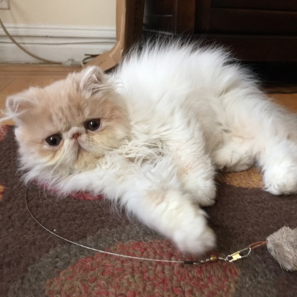 🔹NEW LISTINGS NOTIFICATION🔹 - Picture 4 of 4