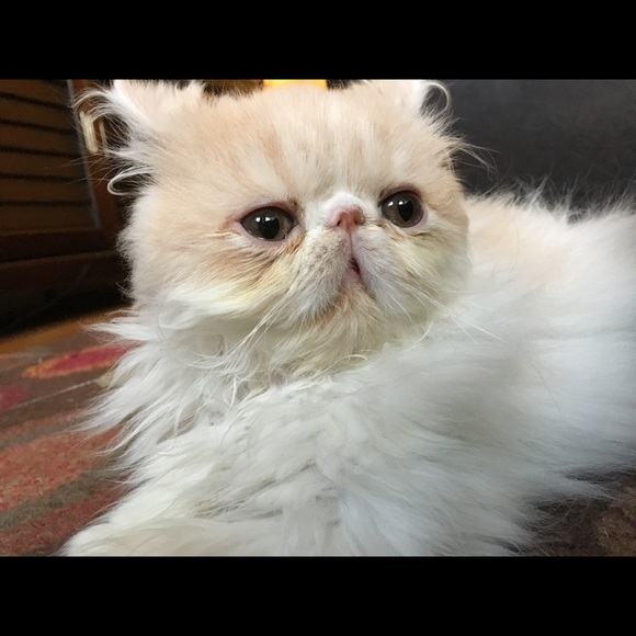 🔹NEW LISTINGS NOTIFICATION🔹 - Picture 3 of 4