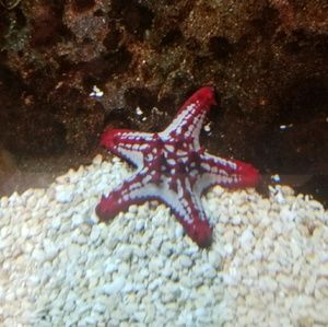 Meet your Posher, Dakota