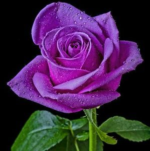 Meet your Posher, Araceli