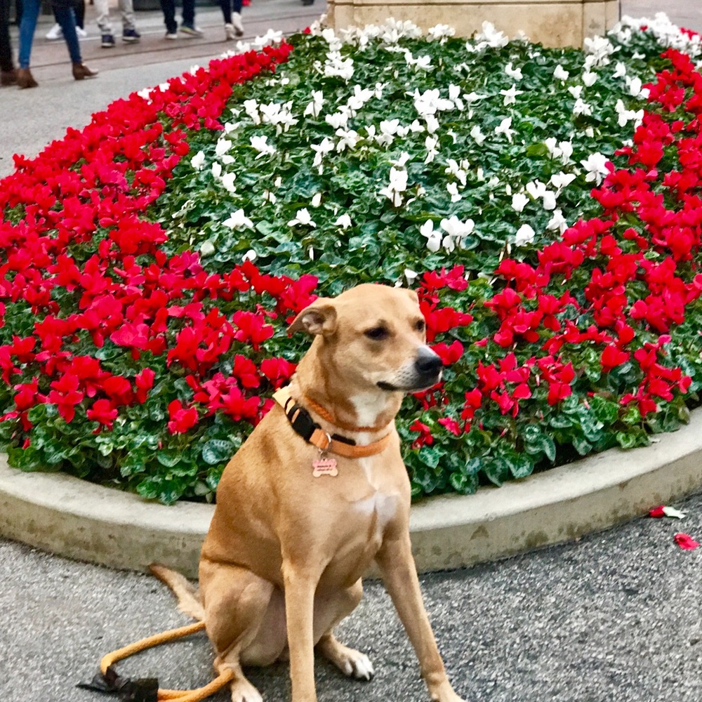 Meet your Posher, Juliette