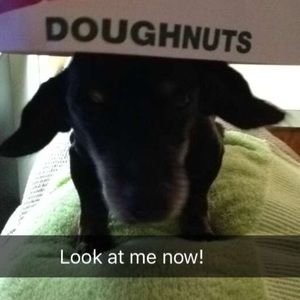 Meet your Posher, Ed