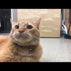 Meet your Posher, Abby