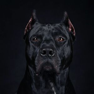 Meet your Posher, Melia