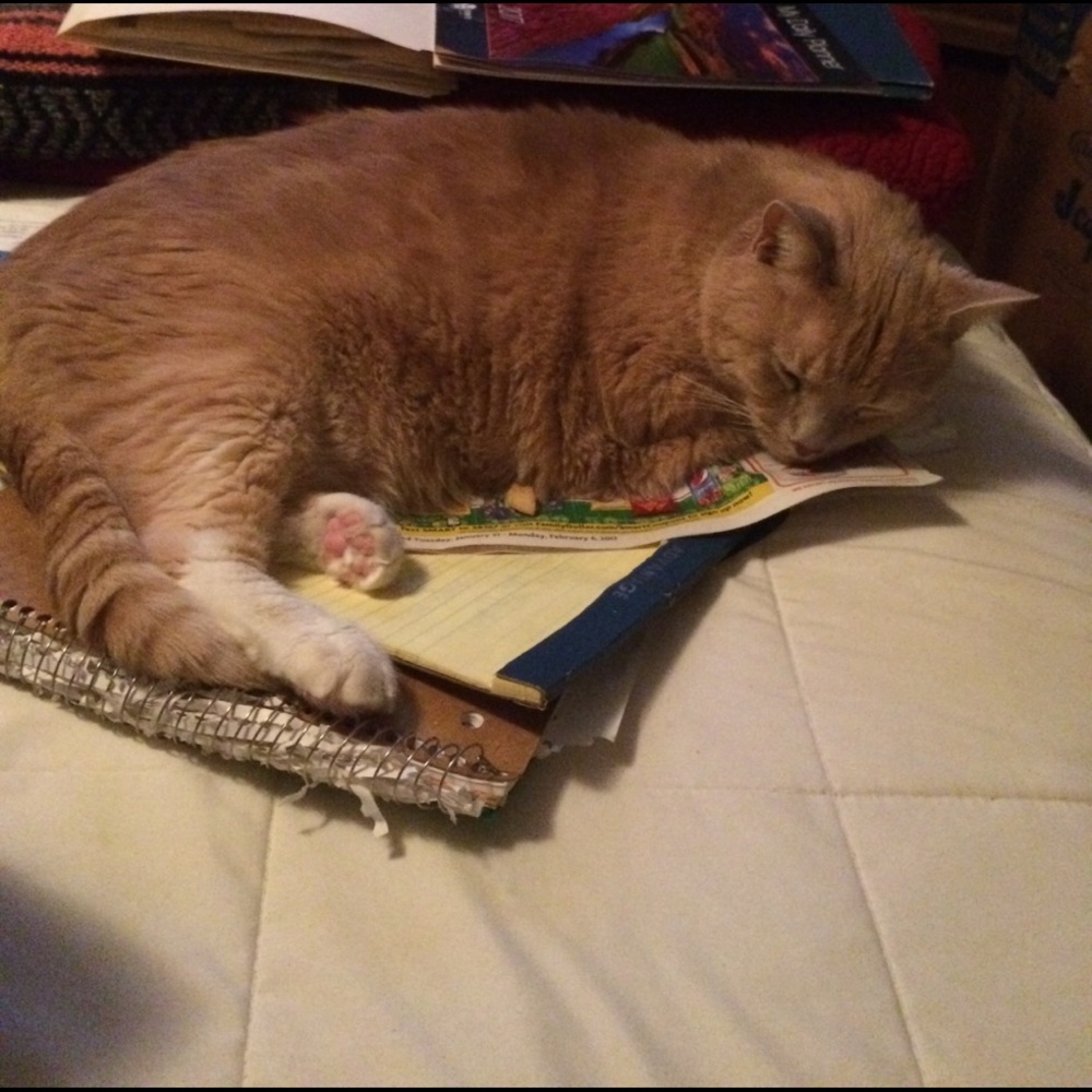 Meet your Posher, Michelle