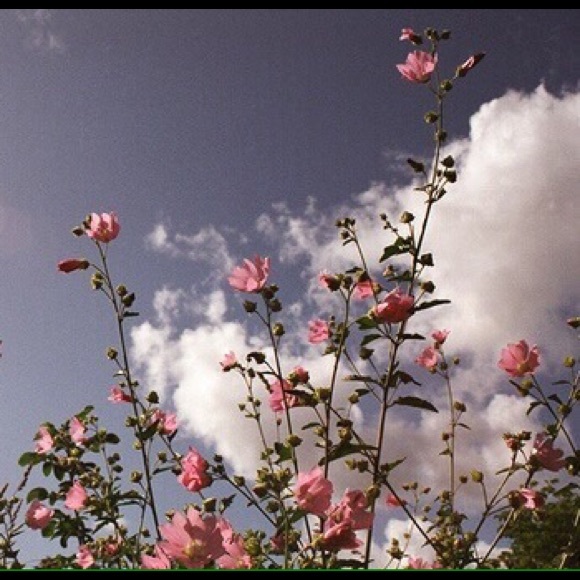 Meet your Posher, Dakota - Picture 1 of 1