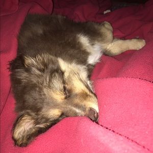 Meet your Posher, Maiya