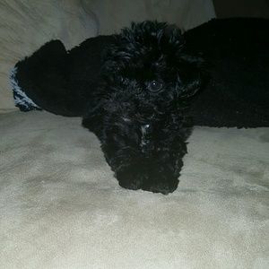 Meet your Posher, Matty