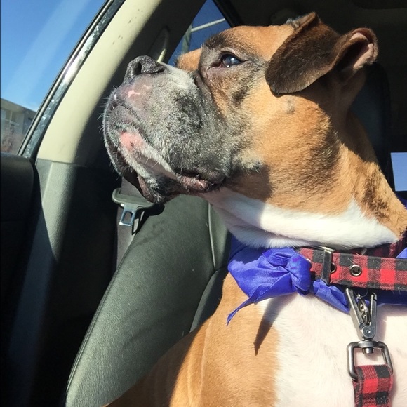 Meet your Posher, Liz - Picture 2 of 2