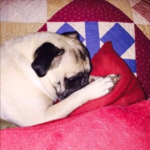 Meet your Posher, Molly