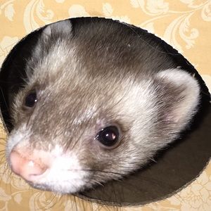 Meet your Posher, Theresa