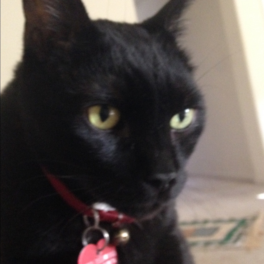 Meet your Posher, Laila