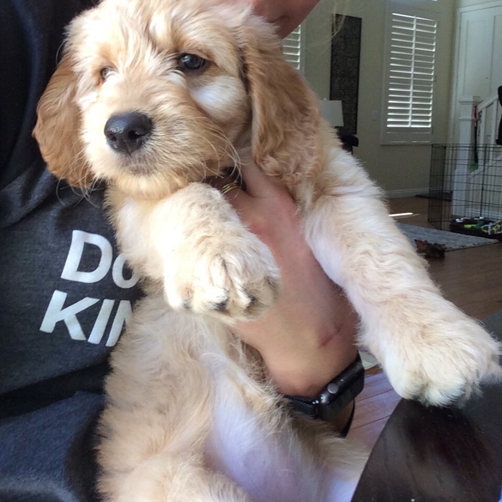 Meet your Posher, Molly