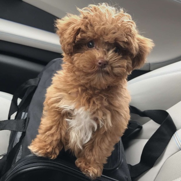 Meet your Posher, Daniela - Picture 1 of 1