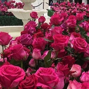 Meet your Posher, Jeje