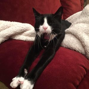 Meet your Posher, Diane