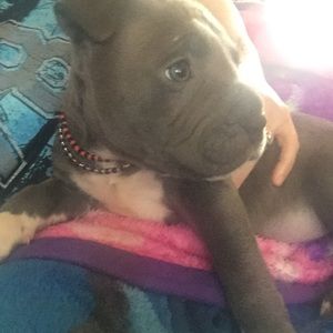 Meet your Posher, Perla