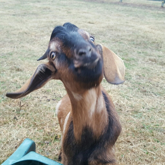 Meet your Posher, Rachael - Picture 1 of 1