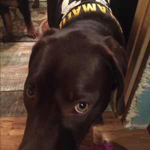 Meet your Posher, Gracie