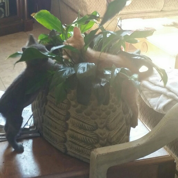 Meet your Posher, Veronica - Picture 3 of 12