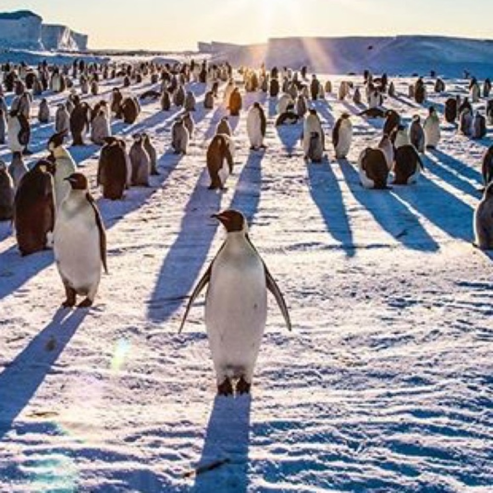 Meet your Posher, Ronnie