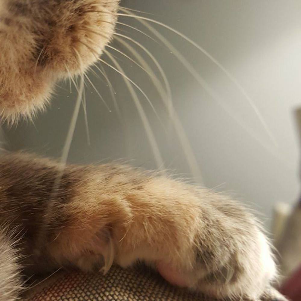 Meet your Posher, Tracy