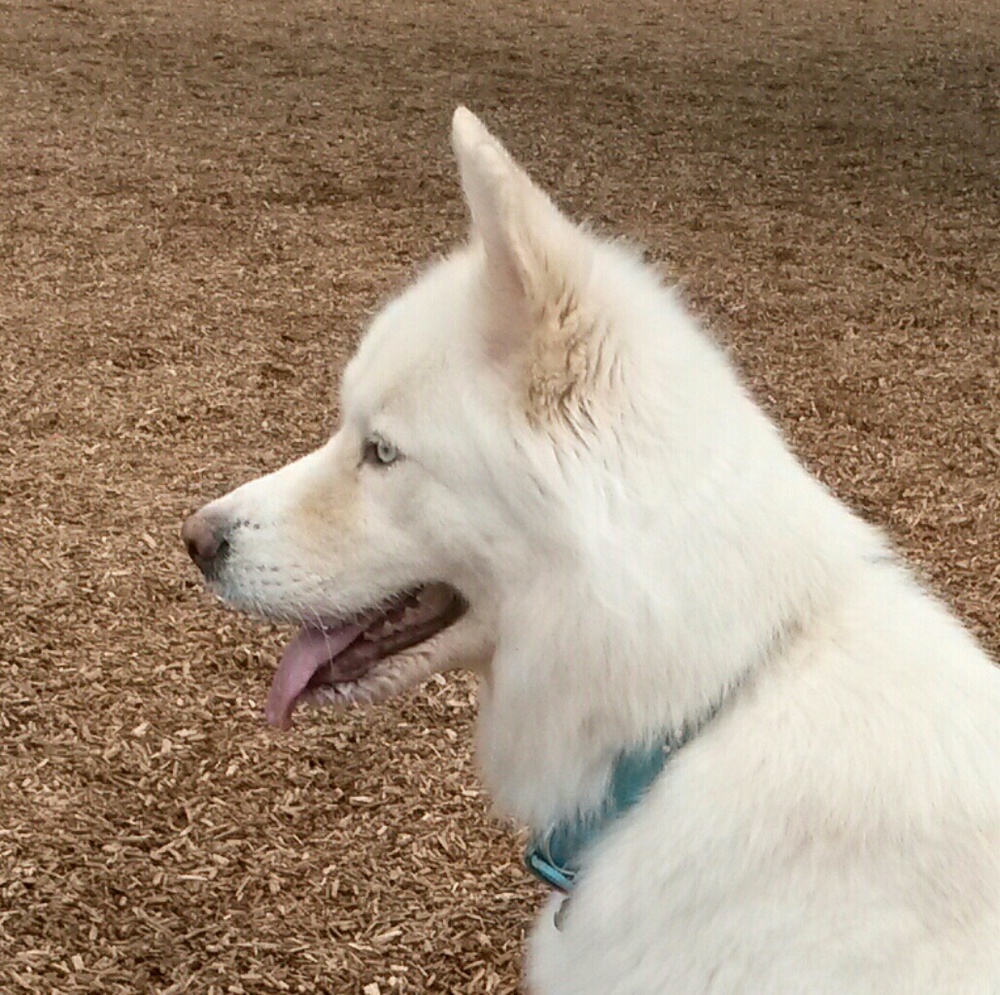 Meet your Posher, LUNA