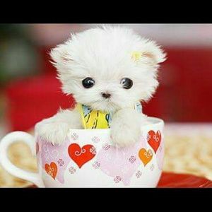 Meet your Posher, Rhonda