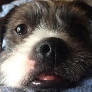 Meet your Posher, Abbie