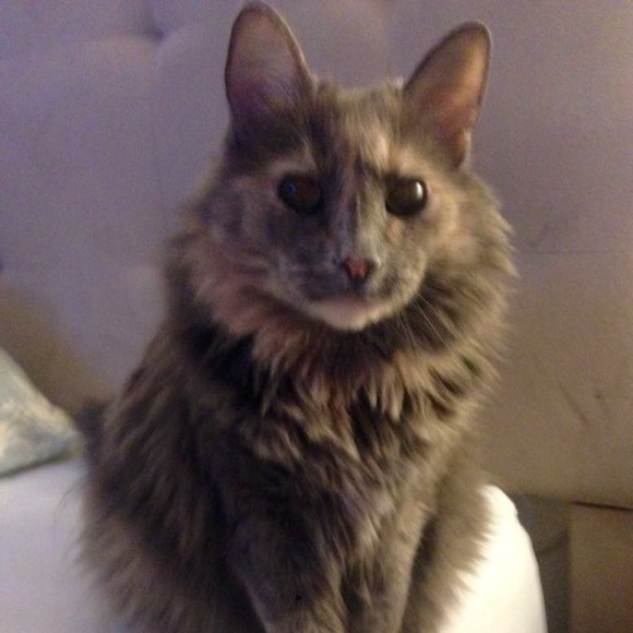 Meet your Posher, Lindsay - Picture 5 of 7