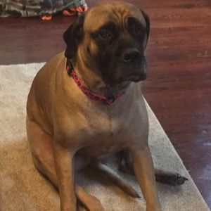 Meet your Posher, Lindsey