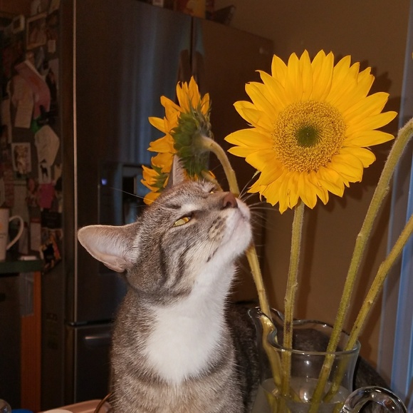 Meet your Posher, Lauren - Picture 3 of 5