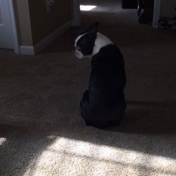 Meet your Posher, Anthony - Picture 1 of 1