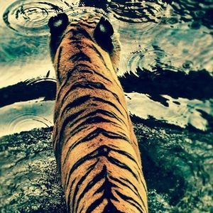 Meet your Posher, Viridiana