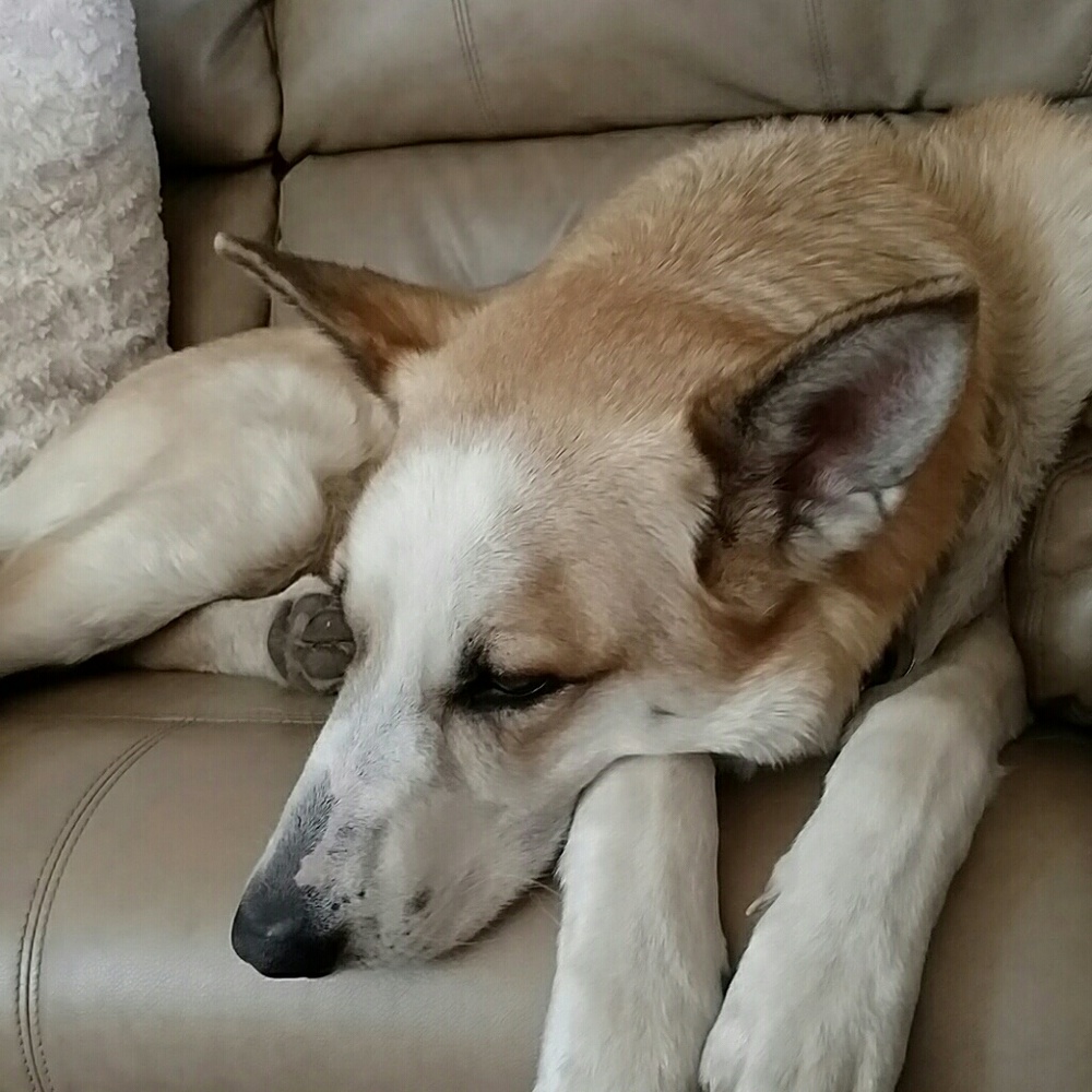 Meet your Posher, Holly