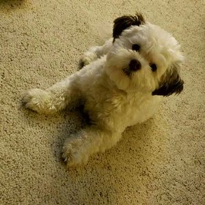 Meet your Posher, Tanisha