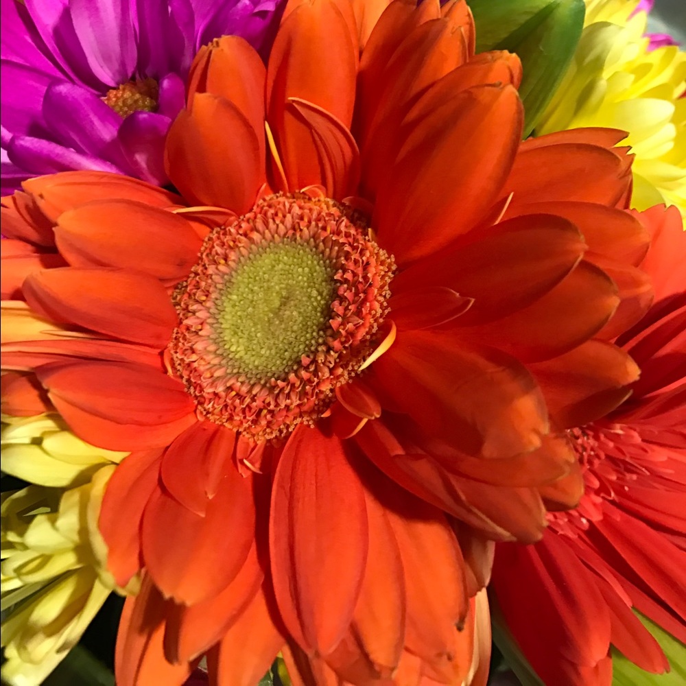 Meet your Posher, Bella Dawn