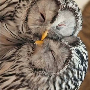 Meet your Posher, Sue