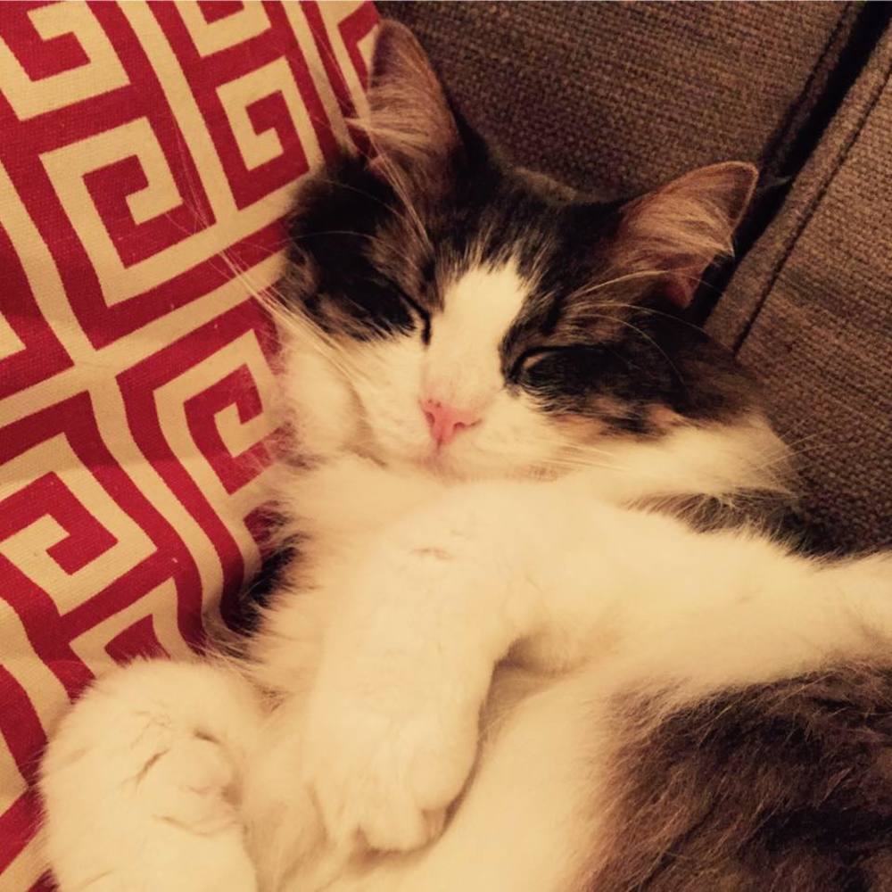 Meet your Posher, Stephanie